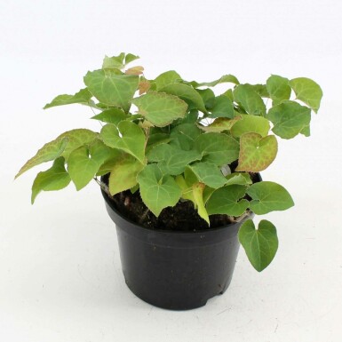 Elfenbloem Epimedium perralchicum 'Frohnleiten' Pot Epimedium perralchicum 'Frohnleiten'