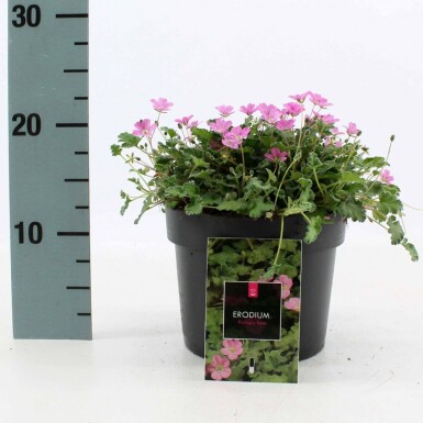 Reigersbek Erodium variabile 'Bishop's Form' Pot Erodium variabile 'Bishop's Form'