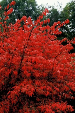 Kardinaalshoed Euonymus alatus Pot Euonymus alatus