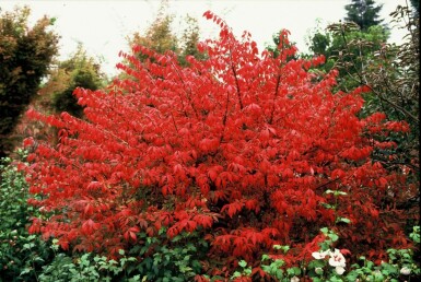 Kardinaalshoed Euonymus alatus Pot Euonymus alatus