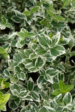Bontbladige kardinaalsmuts Euonymus fortunei 'Emerald Gaiety' Pot Euonymus fortunei 'Emerald Gaiety' struik