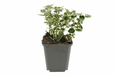 Bontbladige kardinaalsmuts Euonymus fortunei 'Emerald Gaiety' Pot Euonymus fortunei 'Emerald Gaiety' struik