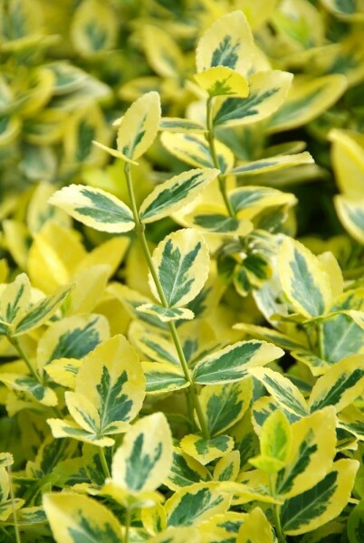 Euonymus fortunei 'Emerald 'n Gold' C5 35-40