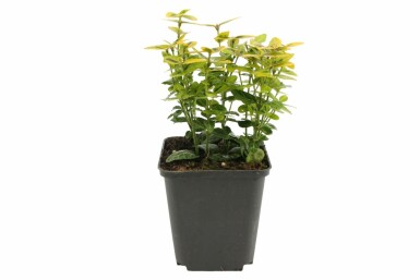 Bontbladige kardinaalsmuts Euonymus fortunei 'Emerald'n Gold' Pot Euonymus fortunei 'Emerald 'n Gold'