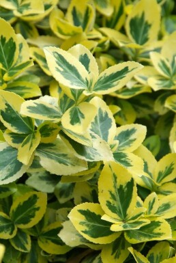 Euonymus fortunei 'Emerald 'n Gold' C5 35-40