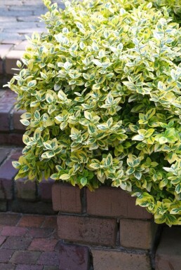 Euonymus fortunei 'Emerald 'n Gold' C5 35-40