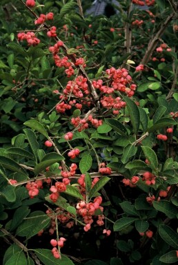 Kardinaalsmuts Euonymus phellomanus Pot Euonymus phellomanus struik
