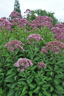 Koninginnekruid Eupatorium maculatum 'Atropurpureum' Pot Eupatorium maculatum 'Atropurpureum'