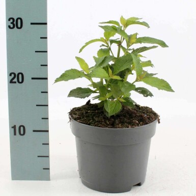 Koninginnekruid Eupatorium maculatum 'Atropurpureum' Pot Eupatorium maculatum 'Atropurpureum'