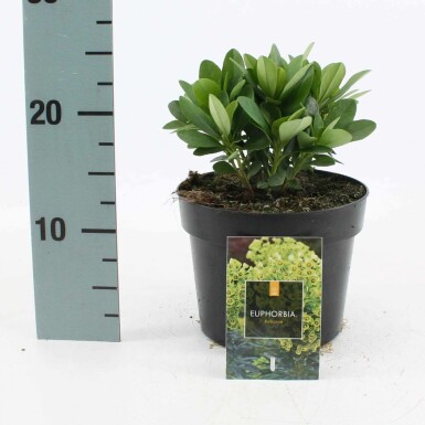 Wolfsmelk Euphorbia amygdaloides 'Robbiae' Pot Euphorbia amygdaloides 'Robbiae'