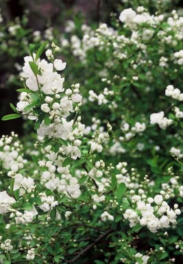 Parelstruik Exochorda macrantha 'The Bride' Pot Exochorda macrantha 'The Bride' struik
