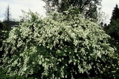 Parelstruik Exochorda macrantha 'The Bride' Pot Exochorda macrantha 'The Bride' struik
