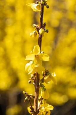Forsythia × intermedia 'Goldrausch'