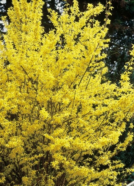Chinees klokje Forsythia intermedia 'Spectabilis' struik 40-50 C2 Forsythia intermedia 'Spectabilis' struik 40-50 cm
