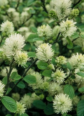 Lampenpoetserstruik Fothergilla major Pot Fothergilla major struik