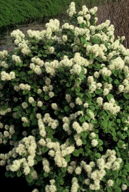 Lampenpoetserstruik Fothergilla major Pot Fothergilla major struik