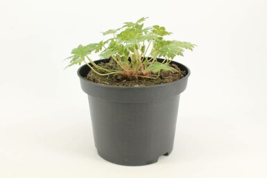 Ooievaarsbek Geranium 'Johnson's Blue' Pot Geranium 'Johnson's Blue'