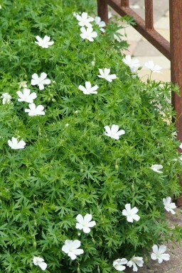 Geranium sanguineum 'Album'