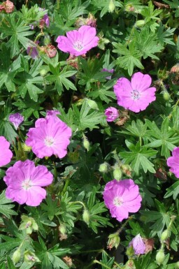 Ooievaarsbek Geranium sanguineum 'Max Frei' Pot Geranium sanguineum 'Max Frei'