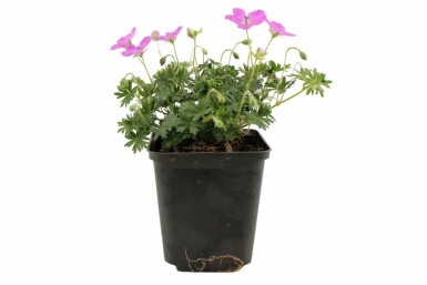 Ooievaarsbek Geranium sanguineum 'Max Frei' Pot Geranium sanguineum 'Max Frei'
