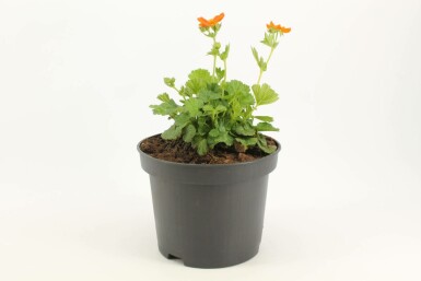 Nagelkruid Geum coccineum 'Borisii' Pot Geum coccineum 'Borisii'