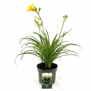 Daglelie Hemerocallis 'Stella de Oro' Pot Hemerocallis 'Stella de Oro'