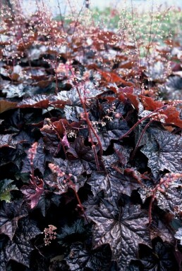 Purperklokje Heuchera micrantha 'Palace Purple' Pot Heuchera micrantha 'Palace Purple'