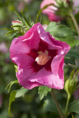 Hibiscus Hibiscus syriacus 'Pink Giant' Pot Hibiscus syriacus 'Pink Giant' struik