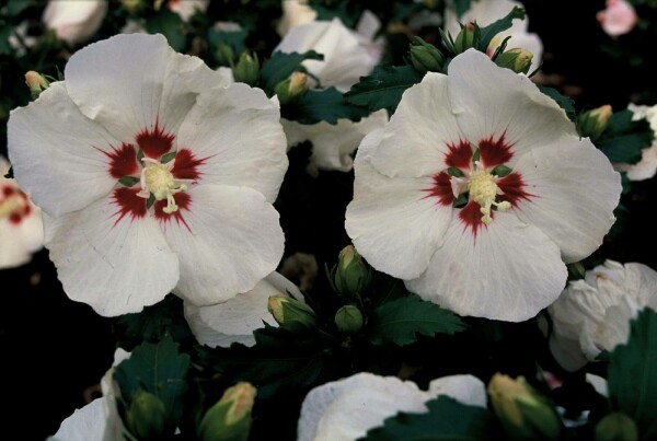Hibiscus syriacus 'Red Heart' Halfstam