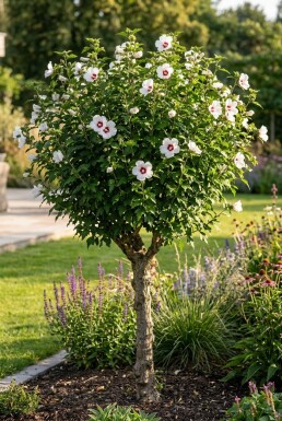 Hibiscus syriacus 'Red Heart' struik 20-30 cm