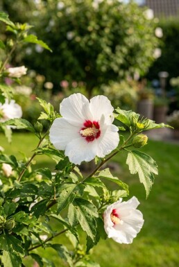 Hibiscus syriacus 'Red Heart' struik 20-30 cm