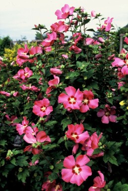 Hibiscus Hibiscus syriacus 'Woodbridge' Pot Hibiscus syriacus 'Woodbridge' struik