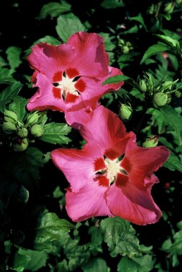 Hibiscus Hibiscus syriacus 'Woodbridge' Pot Hibiscus syriacus 'Woodbridge' struik
