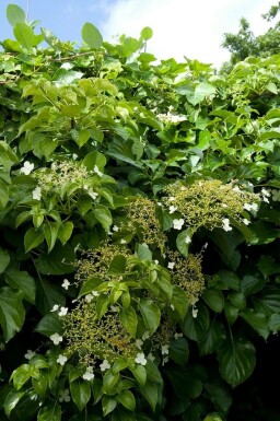 Klimhortensia Hydrangea anomala petiolaris Pot Hydrangea anomala subsp. petiolaris struik