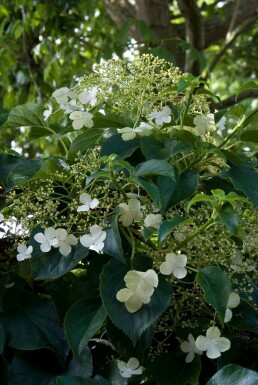 Klimhortensia Hydrangea anomala petiolaris Pot Hydrangea anomala subsp. petiolaris struik