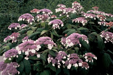 Hydrangea aspera 'Macrophylla' C10 60-80