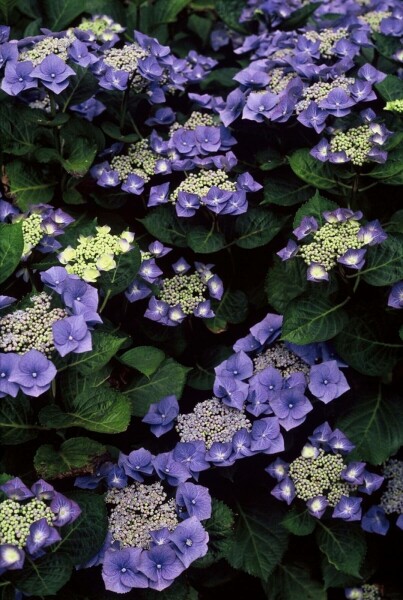 Hydrangea macrophylla 'Blaumeise' C5 30-40