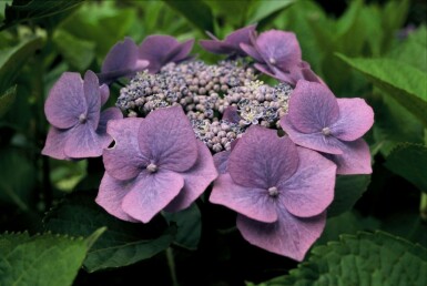 Hydrangea macrophylla 'Blaumeise' C5 30-40