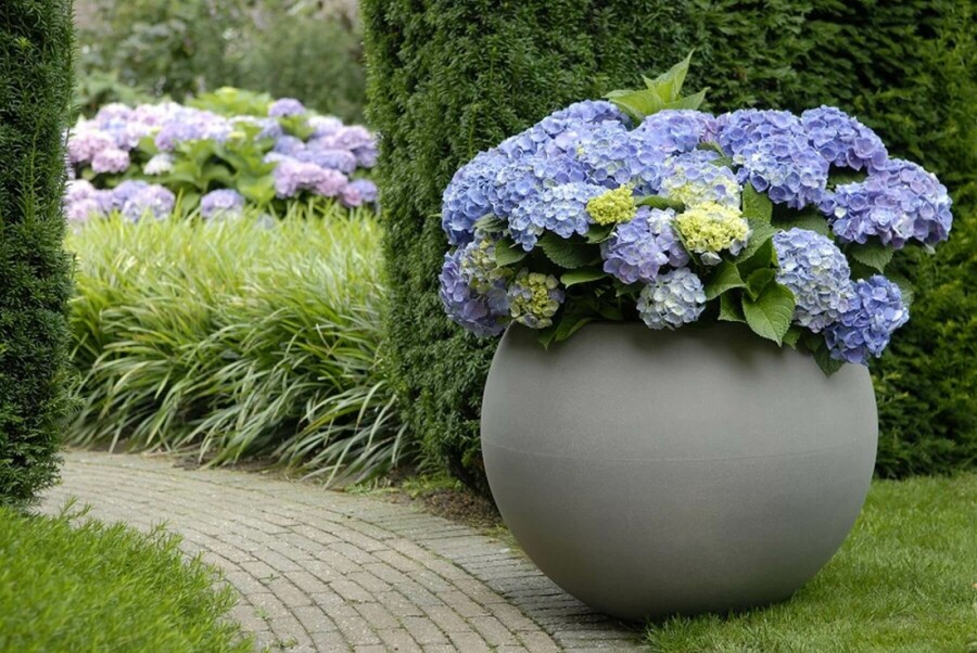 Hortensia Hydrangea macrophylla 'Forever & Ever® Blue' Pot Hydrangea macrophylla 'Forever & Ever® Blue' struik