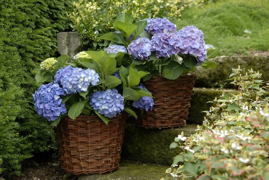 Hortensia Hydrangea macrophylla 'Forever & Ever® Blue' Pot Hydrangea macrophylla 'Forever & Ever® Blue' struik