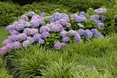 Hortensia Hydrangea macrophylla 'Forever & Ever® Blue' Pot Hydrangea macrophylla 'Forever & Ever® Blue' struik