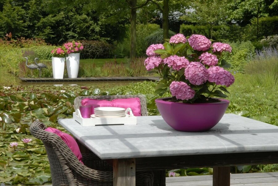 Hortensia Hydrangea macrophylla 'Forever & Ever® Pink' Pot Hydrangea macrophylla 'Forever & Ever® Pink' struik