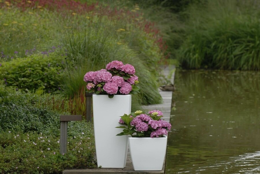 Hortensia Hydrangea macrophylla 'Forever & Ever® Pink' Pot Hydrangea macrophylla 'Forever & Ever® Pink' struik