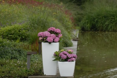 Hortensia Hydrangea macrophylla 'Forever & Ever® Pink' Pot Hydrangea macrophylla 'Forever & Ever® Pink' struik