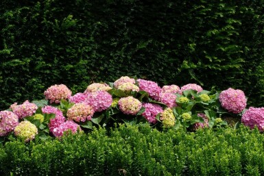 Hortensia Hydrangea macrophylla 'Forever & Ever® Pink' Pot Hydrangea macrophylla 'Forever & Ever® Pink' struik