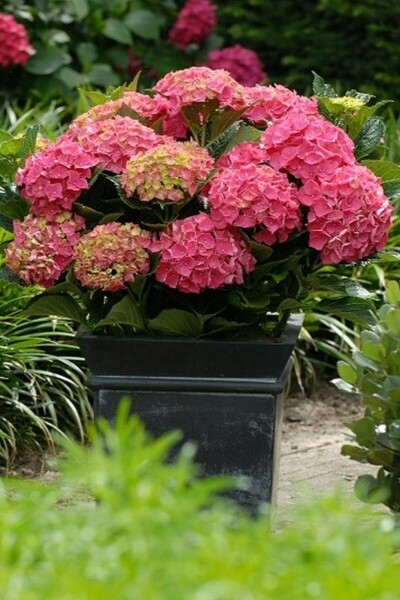 Hortensia Hydrangea macrophylla 'Forever & Ever® Red' Pot Hydrangea macrophylla 'Forever & Ever® Red' struik