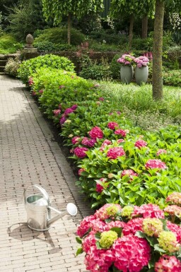 Hortensia Hydrangea macrophylla 'Forever & Ever® Red' Pot Hydrangea macrophylla 'Forever & Ever® Red' struik