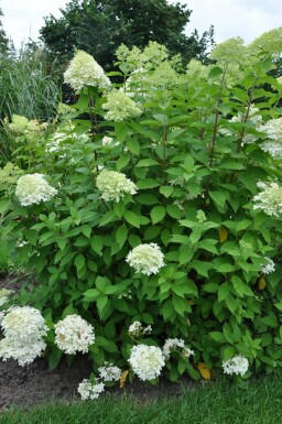 Pluimhortensia Hydrangea paniculata 'Limelight' Pot Hydrangea paniculata 'Limelight' struik