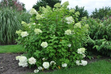 Pluimhortensia Hydrangea paniculata 'Limelight' Pot Hydrangea paniculata 'Limelight' struik