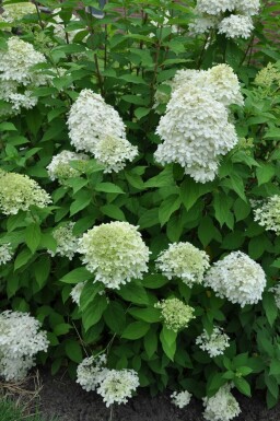 Pluimhortensia Hydrangea paniculata 'Limelight' struik 30-40 C2 Hydrangea paniculata 'Limelight' struik 30-40 cm